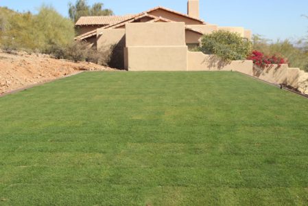 Residential Project in Paradise Valley - After Landscape renovation. Congleton Sod Install - Final