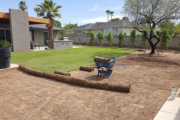 Sod and Plant Installation at Southwest Lawn Sprinkling Specialists in Phoenix, Arizona